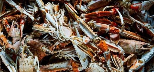 The Pescatarian